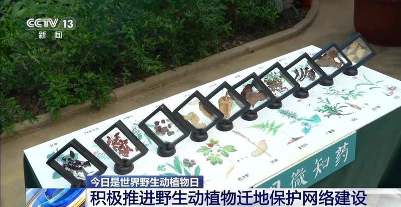 特别“家庭旅行团”亮相 我国野生动植物保护交出亮眼答卷 新闻 特别“家庭旅行团”亮相 我国野生动植物保护交出亮眼答卷 新闻 特别“家庭旅行团”亮相 我国野生动植物保护交出亮眼答卷 新闻