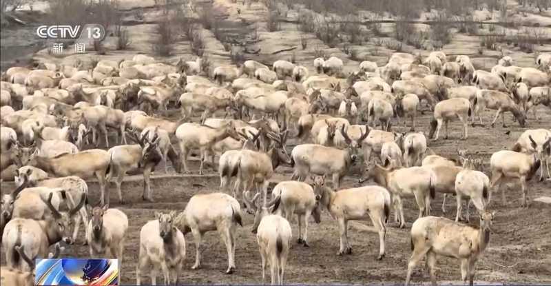 特别“家庭旅行团”亮相 我国野生动植物保护交出亮眼答卷 新闻 特别“家庭旅行团”亮相 我国野生动植物保护交出亮眼答卷 新闻 特别“家庭旅行团”亮相 我国野生动植物保护交出亮眼答卷 新闻