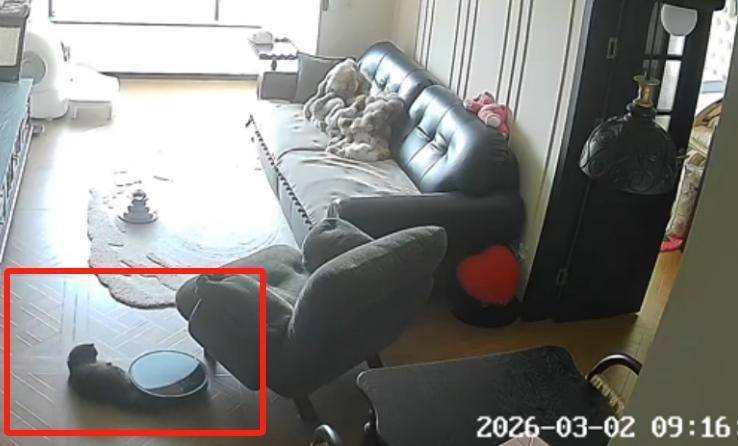 紫牛头条 消费者吐槽猫尾巴被扫地机器人卷入拖行近10分钟,“宠物模式”避障功能靠谱吗? 新闻