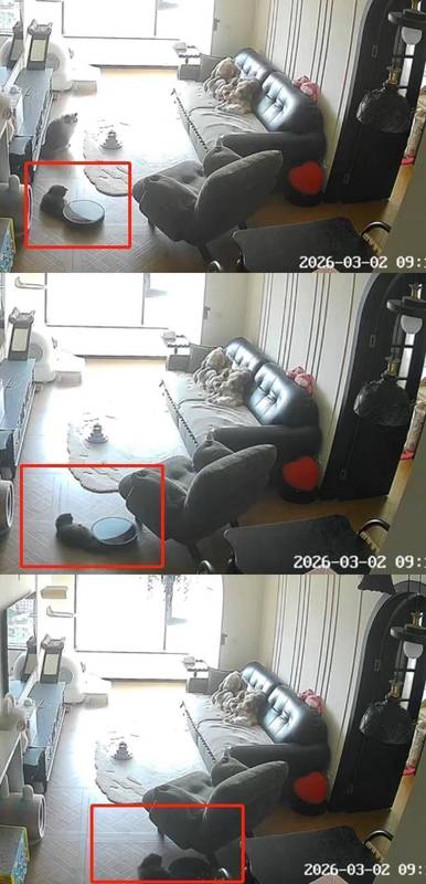 紫牛头条 消费者吐槽猫尾巴被扫地机器人卷入拖行近10分钟,“宠物模式”避障功能靠谱吗? 新闻