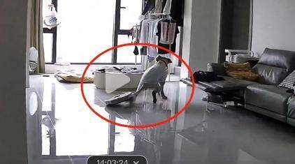 紫牛头条 消费者吐槽猫尾巴被扫地机器人卷入拖行近10分钟,“宠物模式”避障功能靠谱吗? 新闻