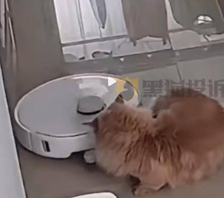 紫牛头条 消费者吐槽猫尾巴被扫地机器人卷入拖行近10分钟,“宠物模式”避障功能靠谱吗? 新闻