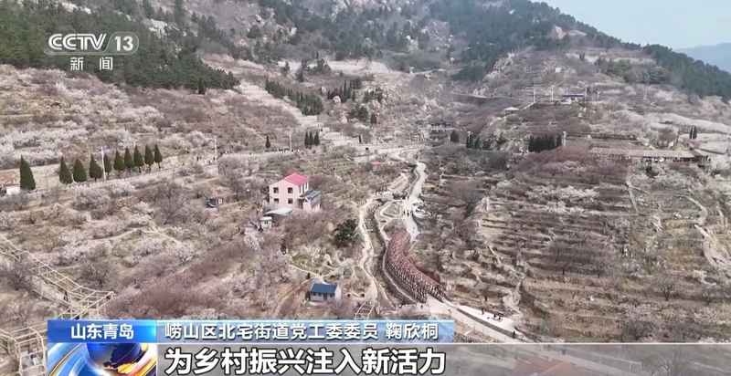 春风拂面花开遍野;赏花之旅带动乡村消费热潮。 文化旅游