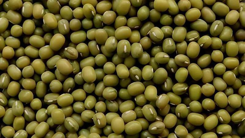 被忽视的天然代谢调节剂:绿豆降脂的底层逻辑发现 IT技术