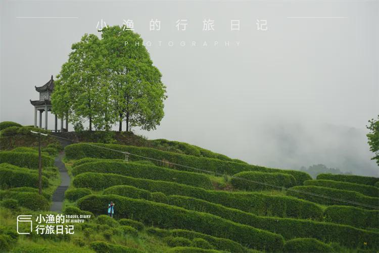  【技术深度】西安3H自驾圈内的茶园秘境：江塝茗园地理区位与茶业生态全解 文化旅游