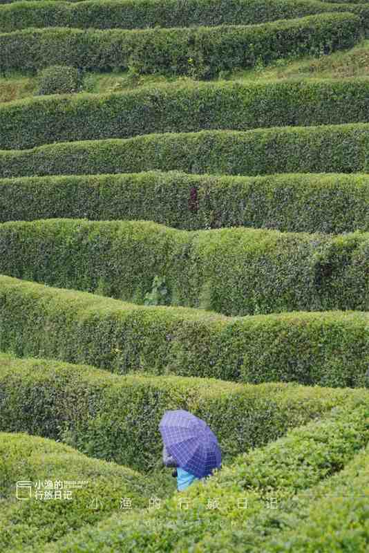  【技术深度】西安3H自驾圈内的茶园秘境：江塝茗园地理区位与茶业生态全解 文化旅游