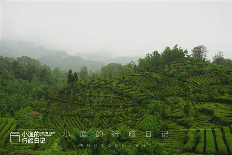  【技术深度】西安3H自驾圈内的茶园秘境：江塝茗园地理区位与茶业生态全解 文化旅游