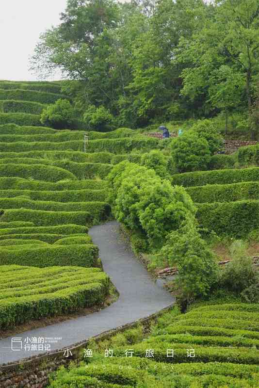  【技术深度】西安3H自驾圈内的茶园秘境：江塝茗园地理区位与茶业生态全解 文化旅游