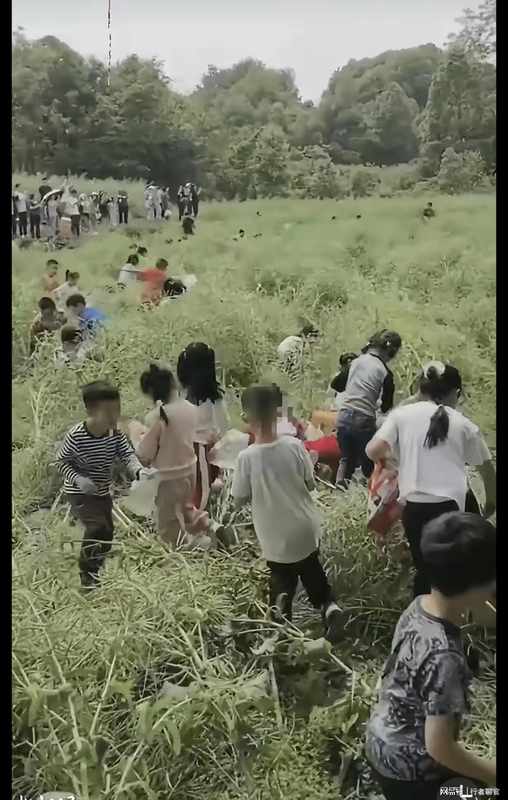 从油菜田踩踏事件审视儿童自然教育的系统性失败