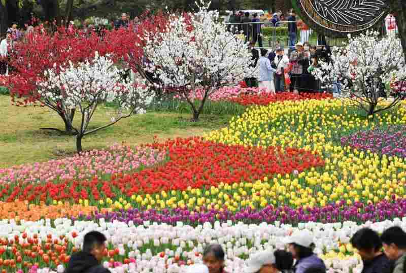  深度解析：国家植物园8000㎡郁金香花海背后的花卉科技密码 文化旅游