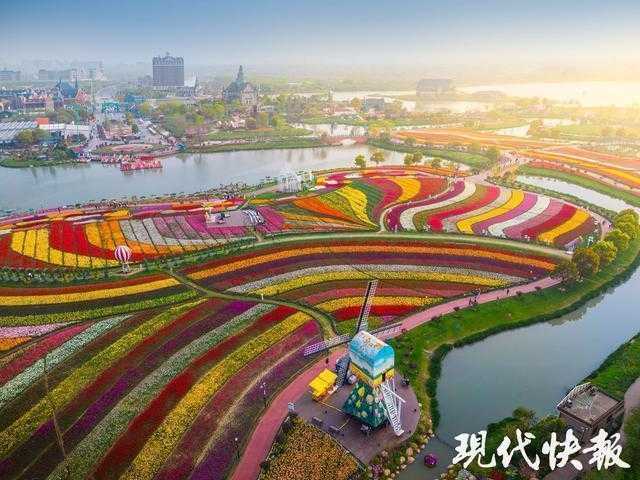  技术破局：3000亩郁金香背后的精细化运营体系 文化旅游