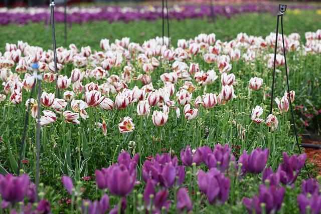  技术破局：3000亩郁金香背后的精细化运营体系 文化旅游