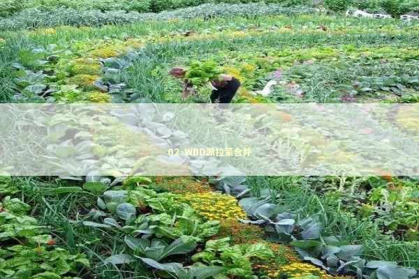 02-WBD派拉蒙合并 02-WBD派拉蒙合并 新闻